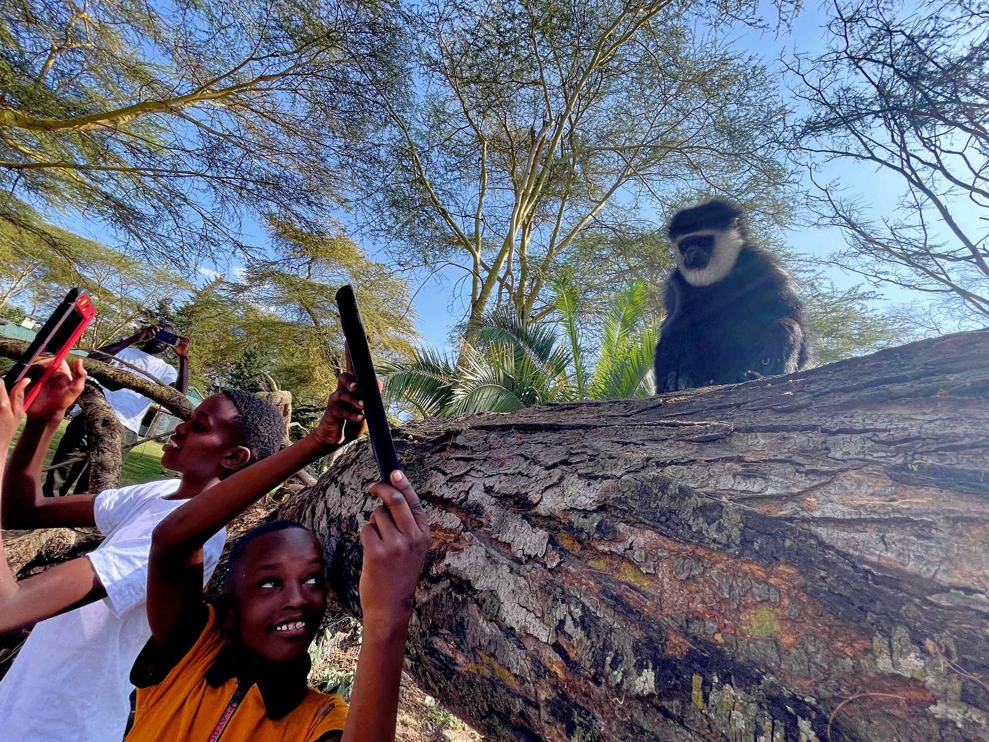 children using iPads to photograph a colobus monkey on a log