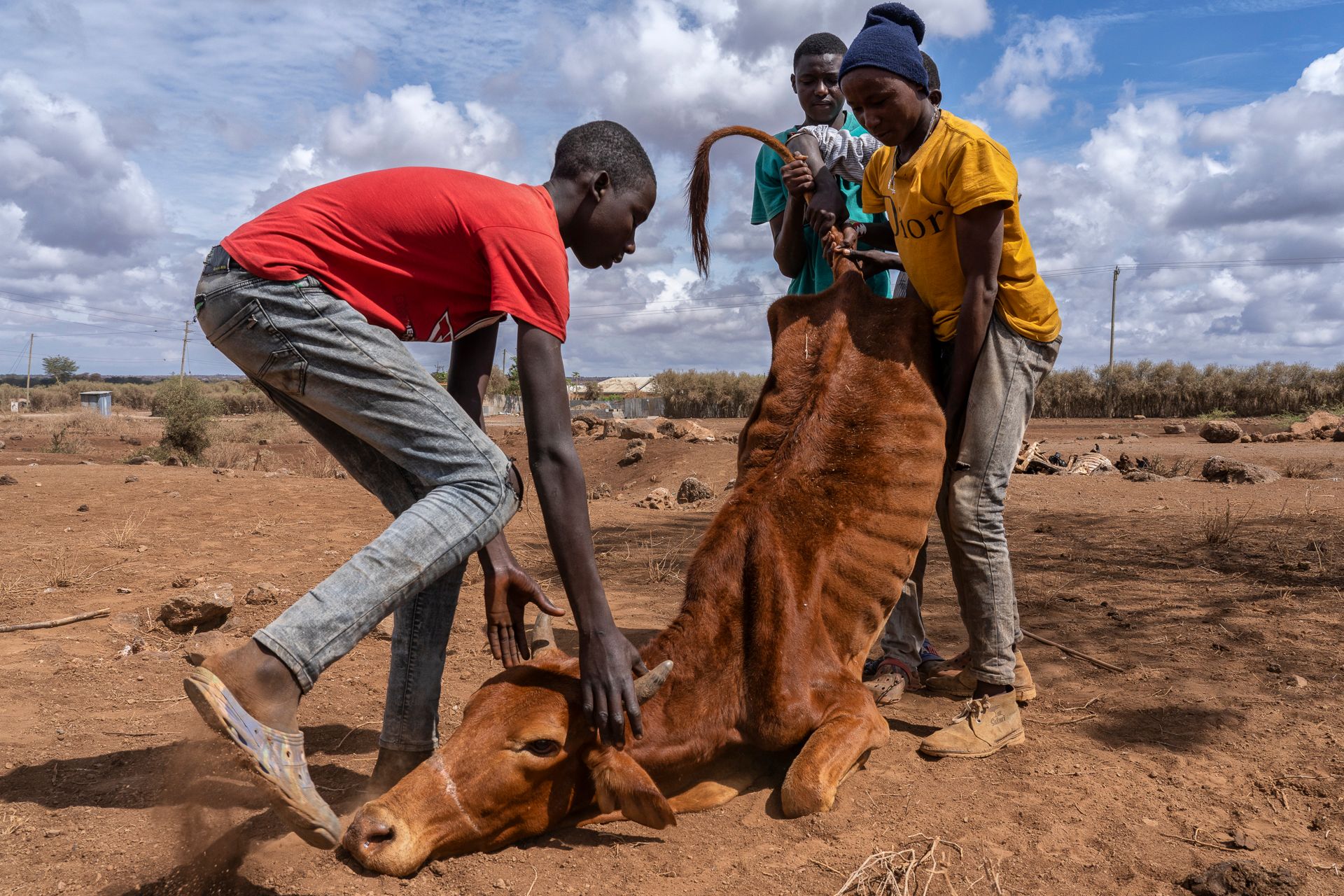 Men try to raise the hind quarters of a very thin near-dead cow during the height of the drought 