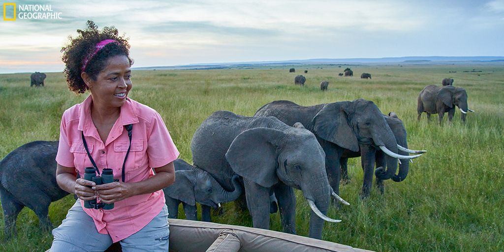 Paula Kahumbu on a vehicle surrounded by a herd of elephants in Africa while filming Secrets of the Elephants.  