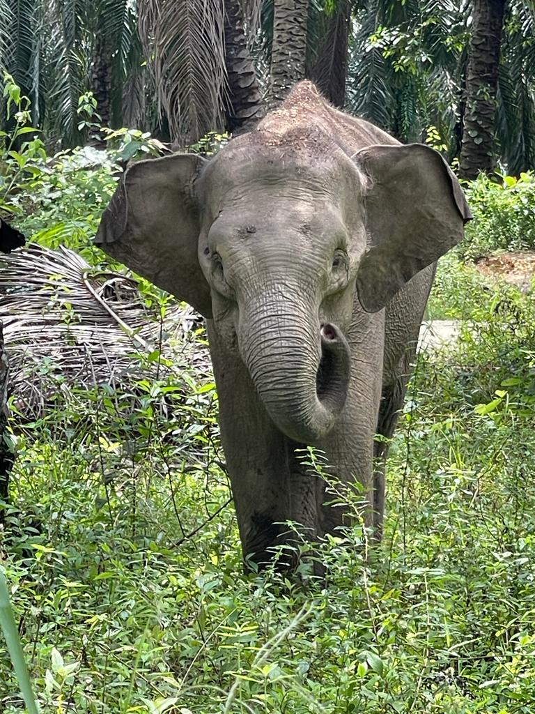 Filming elephants in Borneo
