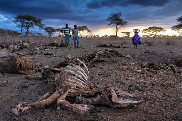 Local community surrounded by dead cattle and skeletons in a dusty dry area